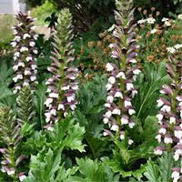 Bear's Breeches Flower seeds for Planting - Compact Growth, Heirloom & GMO Free Seeds for Home Garden