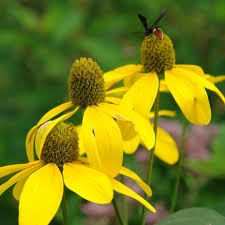 Cutleaf ConeFlower seeds for Planting - Cottage Garden Essential, Heirloom & GMO Free Seeds for Home Garden