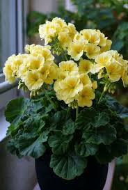 Yellow Pelargonium Peltatum Flower Seeds for Planting Low Maintenance Heirloom & GMO Free Seeds for Home Garden
 
 Sale