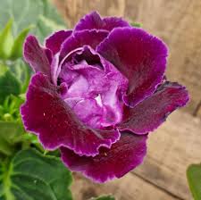 Pink Purple Gloxinia Flower seeds for Planting - Compact Growth, Heirloom & GMO Free Seeds for Home Garden