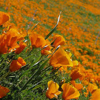 Yellow Eschscholzia Flower seeds for Planting - Colorful Display, Heirloom & GMO Free Seeds for Home Garden
