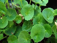 Centella Asiatica Seeds for Planting | Grow Your Own