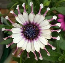Shrubby Daisy Bush Flower seeds for Planting - Wildflower Mix, Heirloom & GMO Free Seeds for Home Garden