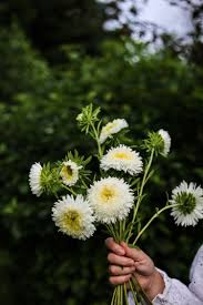 White Green China Aster Flower Seeds for Planting Garden Favorite Heirloom & GMO Free Seeds for Home Garden
 
 Sale