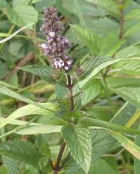 Pink United Mint Planting Seeds for Vibrant Gardens