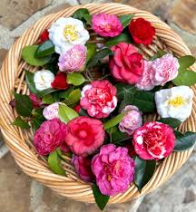 Mixed Camellia Flower Seeds Planting for Garden Enthusiasts