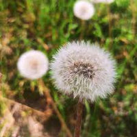 Poof Flower seeds for Planting - Fragrant Blossoms, Heirloom & GMO Free Seeds for Home Garden