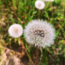 Poof Flower seeds for Planting - Fragrant Blossoms, Heirloom & GMO Free Seeds for Home Garden