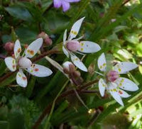 Saxifraga Stellaris Flower seeds for Planting - Seasonal Bloomer, Heirloom & GMO Free Seeds for Home Garden