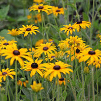 Yellow Goldsturm Flower seeds for Planting - Fragrant Blossoms, Heirloom & GMO Free Seeds for Home Garden