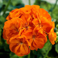 Orange Geranium Zonal Flower seeds for Planting - Sun Loving, Heirloom & GMO Free Seeds for Home Garden