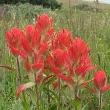 Red Castilleja Flower seeds for Planting - Shade Tolerant, Heirloom & GMO Free Seeds for Home Garden