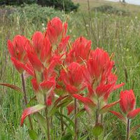 Red Castilleja Flower seeds for Planting - Shade Tolerant, Heirloom & GMO Free Seeds for Home Garden