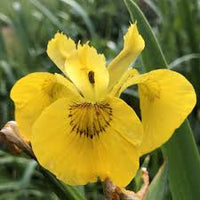 Flag Flower seeds for Planting - Wildflower Mix, Heirloom & GMO Free Seeds for Home Garden