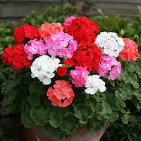 Blue Mix Geranium Pelargonium Flower Seeds for Planting Sun Loving Heirloom & GMO Free Seeds for Home Garden
 
 Sale