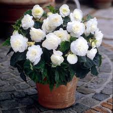 Tuberous Begonia Flower seeds for Planting - Sun Loving, Heirloom & GMO Free Seeds for Home Garden