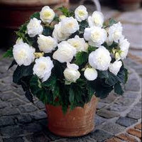 Tuberous Begonia Flower seeds for Planting - Sun Loving, Heirloom & GMO Free Seeds for Home Garden