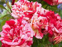 Cream Red Spirit Rose Flower seeds for Planting - Cottage Garden Essential, Heirloom & GMO Free Seeds for Home Garden
