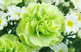 Green Carnation Flower seeds for Planting Long Bloom Season Heirloom & GMO Free Seeds for Home Garden