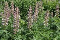 Breeches Flower Planting Seeds
