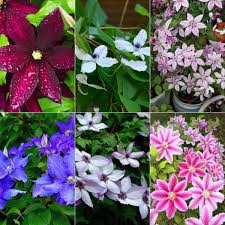 Mixed Clematis Flower Seeds for Planting - Enhance Your Garden's Vertical Beauty
