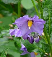 Solanum Flower Seeds for Colorful Garden Blooms Perfect for Planting and Cultivating Stunning Flower Displays!