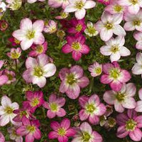 Light Pink Saxifraga Flower seeds for Planting - Long Bloom Season, Heirloom & GMO Free Seeds for Home Garden