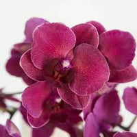 Burgundy Phalaenopsis Orchids Seeds for Planting Colorful Display Heirloom & GMO Free Seeds for Home Garden
 
 Sale