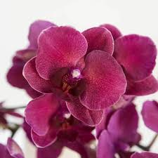 Burgundy Phalaenopsis Orchids Seeds for Planting Colorful Display Heirloom & GMO Free Seeds for Home Garden
 
 Sale