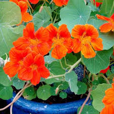 Orange Hanging Nasturtium Seeds Flower seeds for Planting Bright Blooms Heirloom & GMO Free Seeds for Home Garden