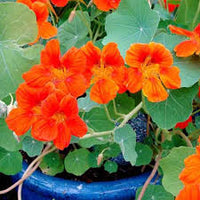 Orange Hanging Nasturtium Seeds Flower seeds for Planting Bright Blooms Heirloom & GMO Free Seeds for Home Garden