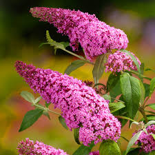 Pink Buddleia Davidii Flower seeds for Planting - Colorful Display, Heirloom & GMO Free Seeds for Home Garden