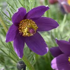 Pasque Flower seeds for Planting - Cottage Garden Essential, Heirloom & GMO Free Seeds for Home Garden