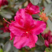 Pink Green Azalea Flower seeds for Planting Cut Flower Favorite Heirloom & GMO Free Seeds for Home Garden