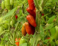 Red Speckle Tomato Seeds for Vegetable Planting