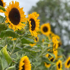 Helianthus Flower seeds for Planting Drought Tolerant Heirloom & GMO Free Seeds for Home Garden