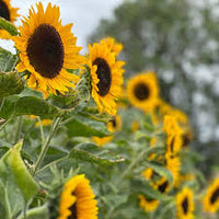 Helianthus Flower seeds for Planting Drought Tolerant Heirloom & GMO Free Seeds for Home Garden
