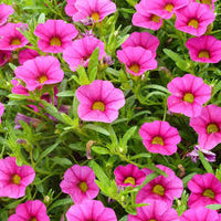 Heirloom Russian Petunia Flower seeds for Planting Low Maintenance Heirloom & GMO Free Seeds for Home Garden