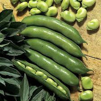 White Dixie Butter Vegetable Seeds for Planting