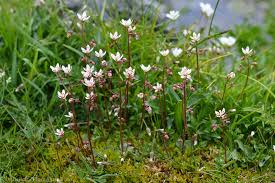 Saxifraga Stellaris Flower seeds for Planting - Seasonal Bloomer, Heirloom & GMO Free Seeds for Home Garden