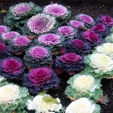 Mixed Color Brassica Oleracea Flower Seeds for Planting Drought Tolerant Heirloom & GMO Free Seeds for Home Garden
 
 Sale
