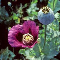 Somniferum Flower Seeds for Planting  Seeds for Lush and Elegant Blooms in Your Garden.