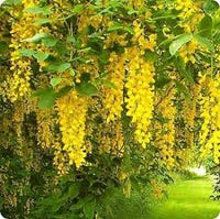 Golden Chain Flower seeds for Planting - Sun Loving, Heirloom & GMO Free Seeds for Home Garden
