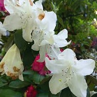 Azalea Blanco Flower seeds for Planting Fragrant Blossoms Heirloom & GMO Free Seeds for Home Garden
