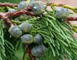 Pendula Chamaecyparis Nootkatensis Flower seeds for Planting - Easy to Grow, Heirloom & GMO Free Seeds for Home Garden