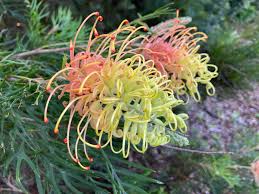 Mixed Grevillea Flower seeds for Planting - Sun Loving, Heirloom & GMO Free Seeds for Home Garden