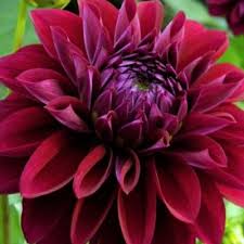Maroon Red White Dahlia Flower Seeds for Planting Compact Growth Heirloom & GMO Free Seeds for Home Garden
 
 Sale