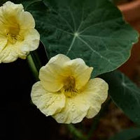 Light Yellow Nasturtium Flower seeds for Planting - Seasonal Bloomer, Heirloom & GMO Free Seeds for Home Garden