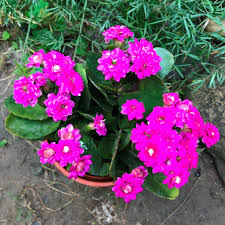 Pink Kalanchoe Flower seeds for Planting Low Maintenance Heirloom & GMO Free Seeds for Home Garden 
 
 Sale