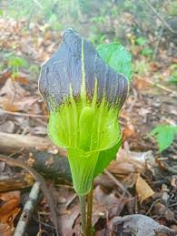 Pinellia Flower seeds for Planting Pollinator Friendly Heirloom & GMO Free Seeds for Home Garden